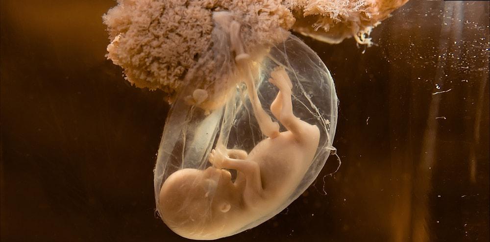 Desarrollo fetal temprano