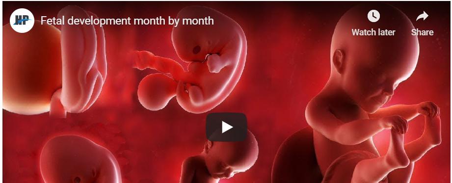 El desarrollo del bebé mes a mes (VIDEO)