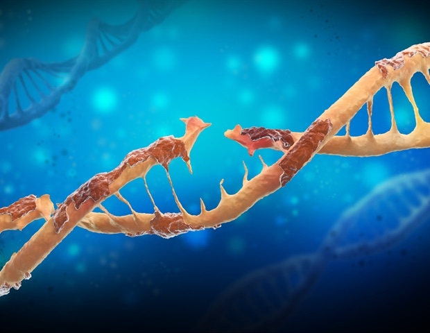 Investigadores descubren un nuevo gen que interviene en la reparación de daños en el ADN y en la fertilidad masculina