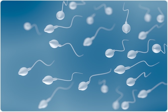 Un estudio analiza los calzoncillos frente a los calzoncillos y el recuento de espermatozoides