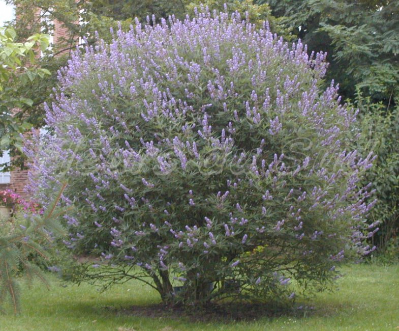 Productos para la fertilidad: pimiento de los monjes o sauzgatillo