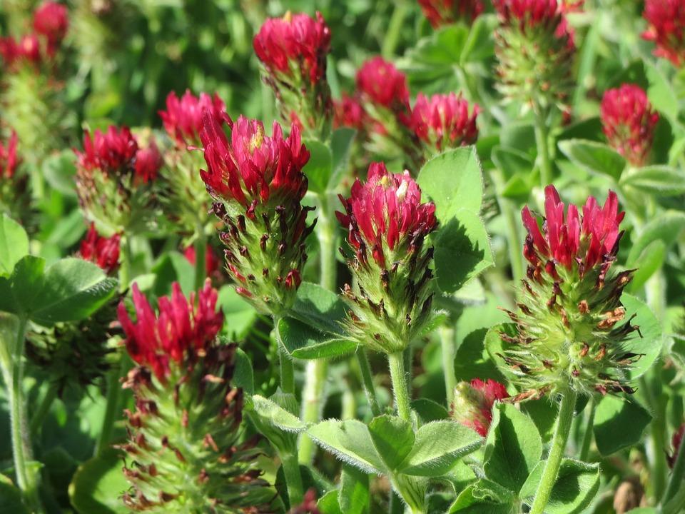 Productos para la fertilidad: trébol rojo