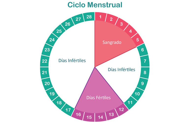 Fases ciclo mentrual