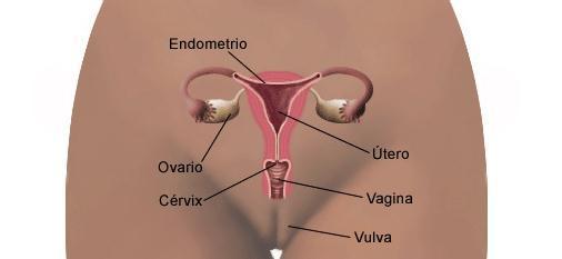Preparación endometrial: Métodos para la transferencia de embriones