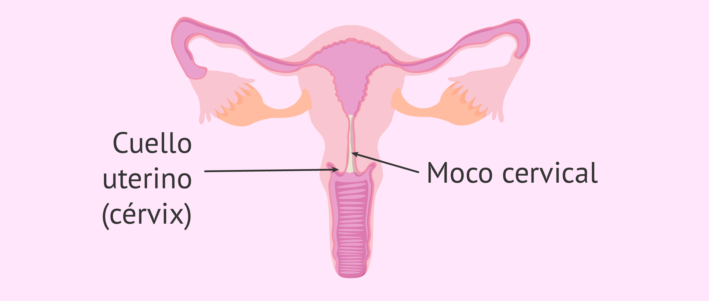 Lo que debes saber sobre el moco cervical y la secreción fértil
