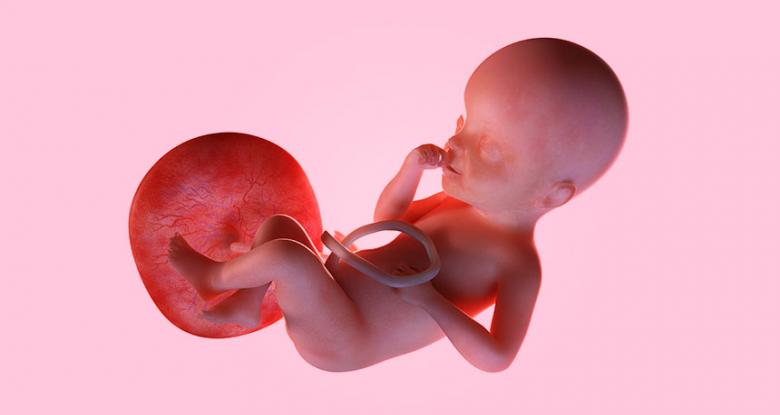 La placenta, el eslabón perdido