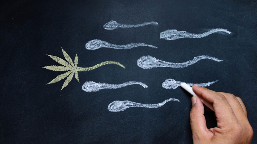 Un nuevo estudio confirma que la marihuana daña el semen