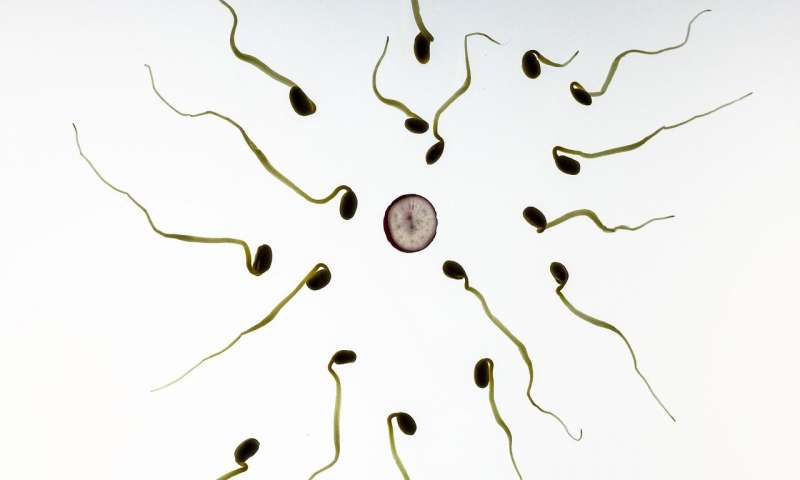 Avances en el estudio de la infertilidad masculina