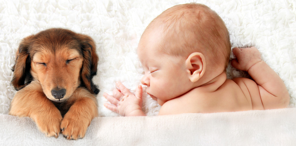 Cómo ayudar a tu mascota con la llegada del nuevo bebé