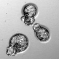 Hatching Blastocysts