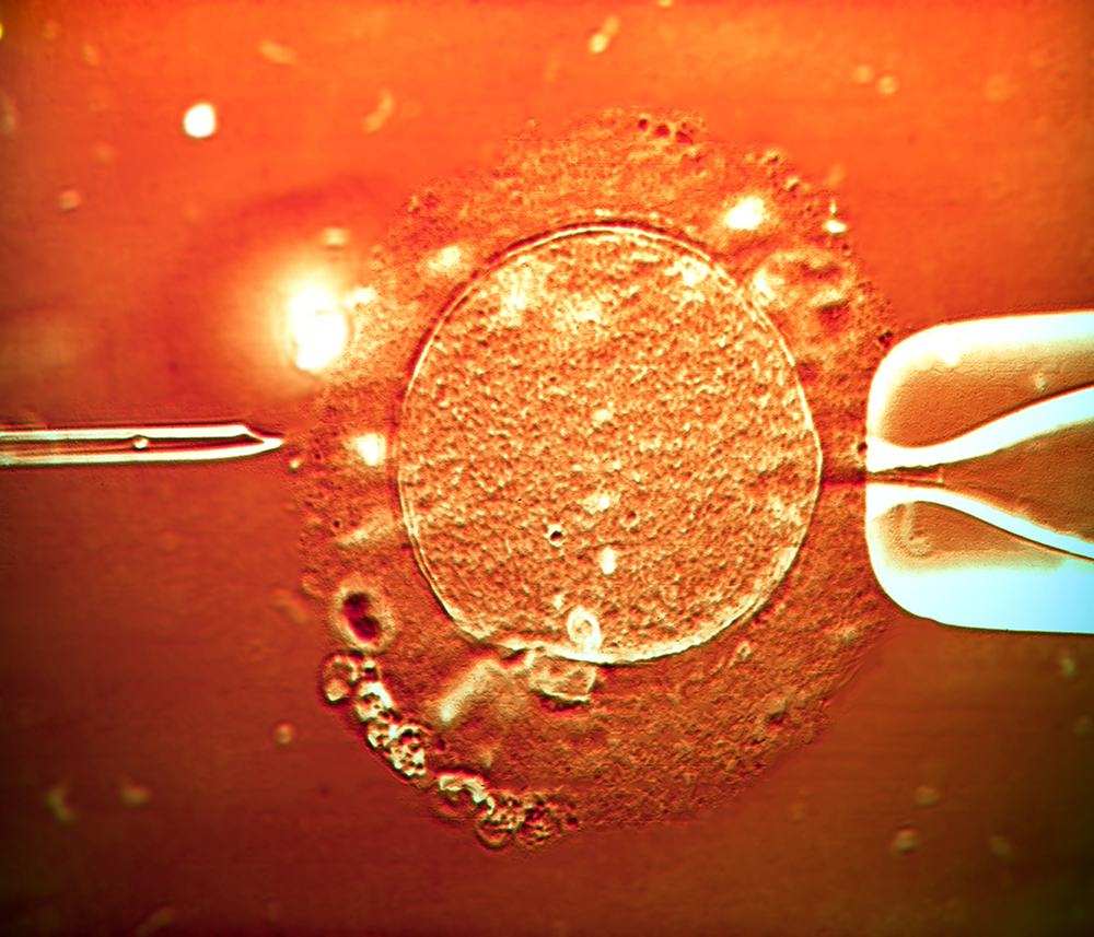 ¿Cómo es realmente la congelación de embriones?
