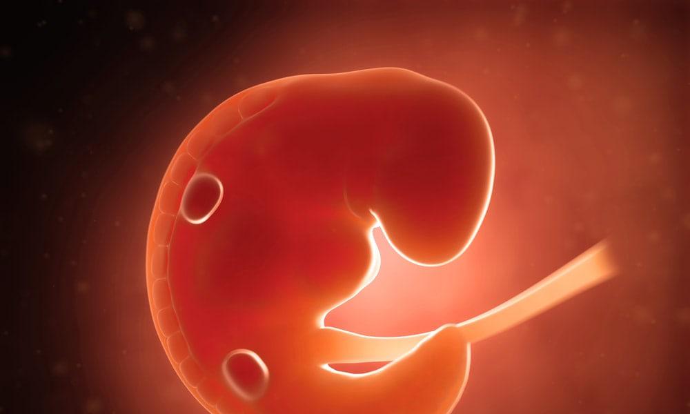 Desarrollo del feto: Primer trimestre