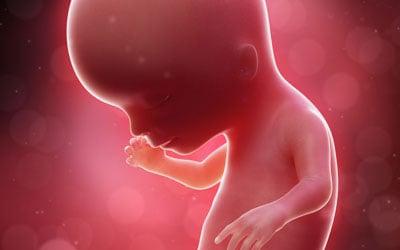 Segundo trimestre: Desarrollo fetal