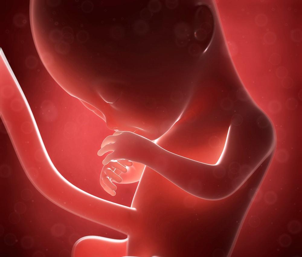 Tercer trimestre del embarazo: Desarrollo del feto