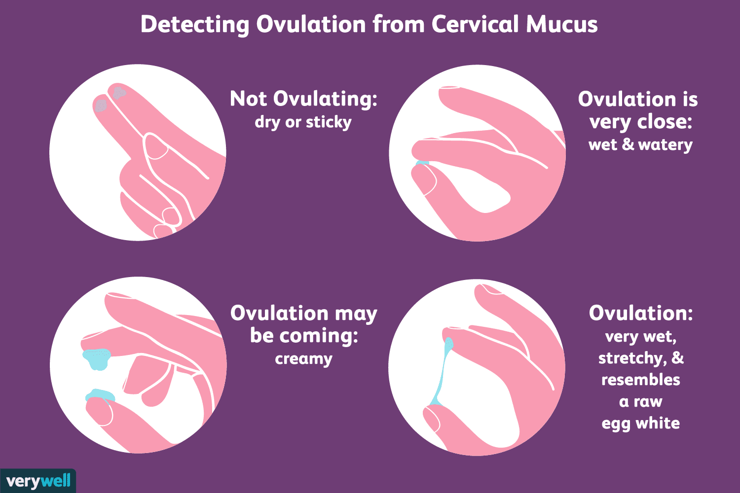 Cómo comprobar el moco cervical y detectar la ovulación