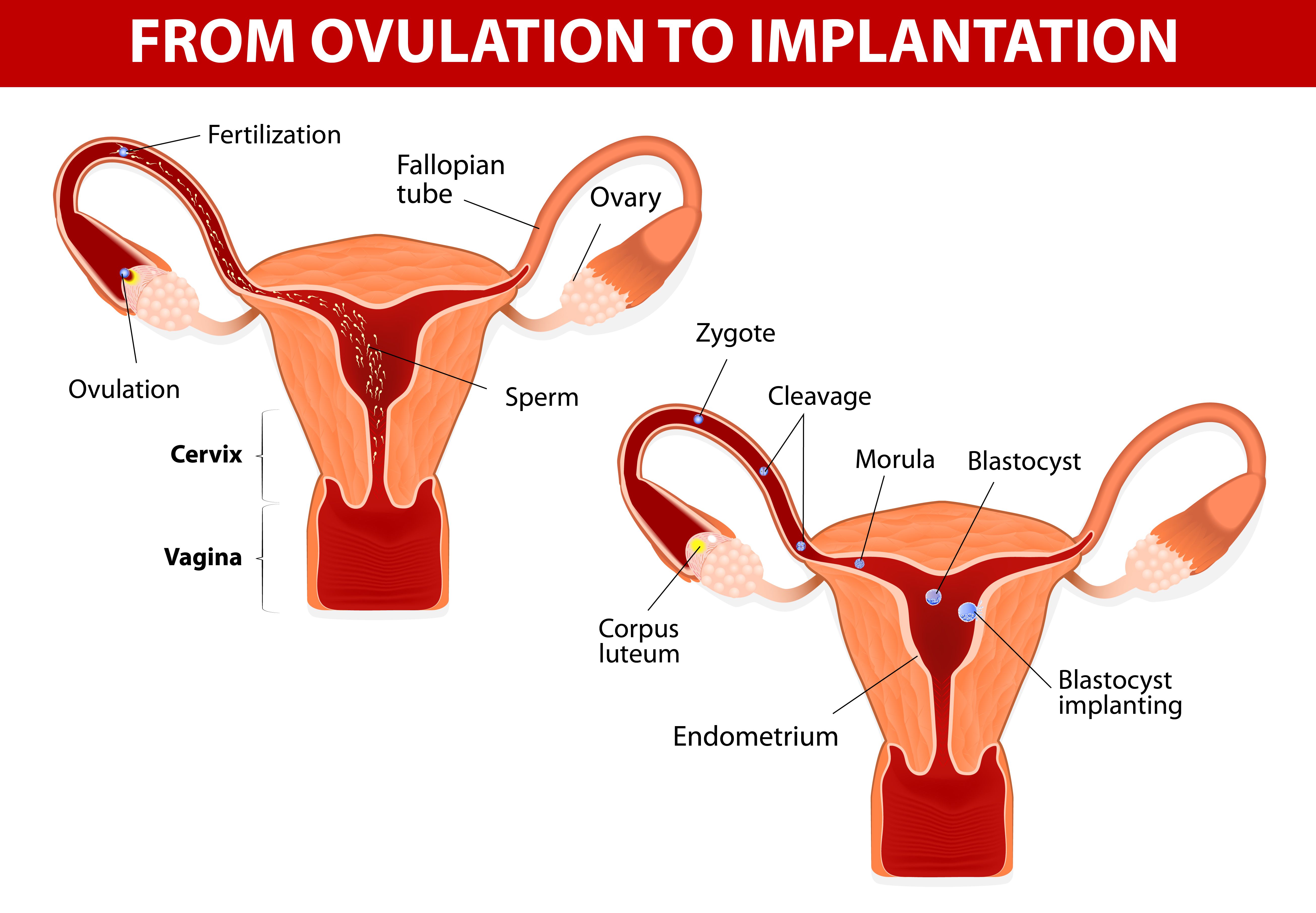 ¿Qué es el cuerpo lúteo? ¿Cómo funciona? ¿Y qué puede fallar?