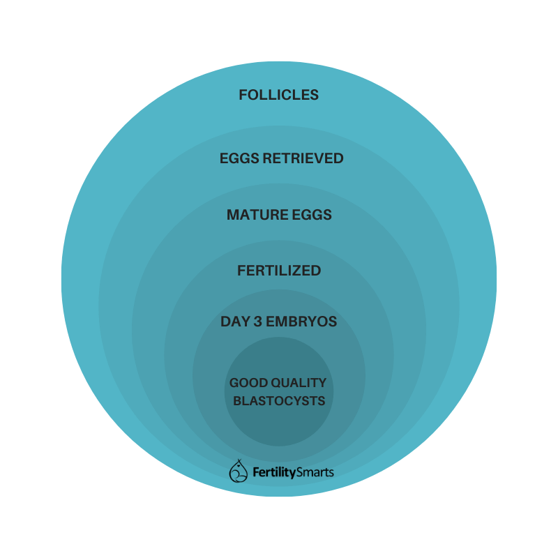 IVF attrition from follicles to blastocysts