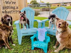 IVF pregnancy announcement with dogs