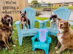 IVF pregnancy announcement with dogs