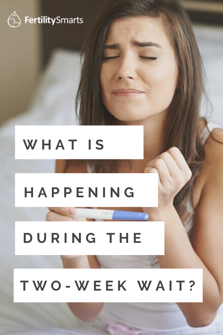Pinterest Pin title: Implantation Calendar: What is happening during the two-week wait?