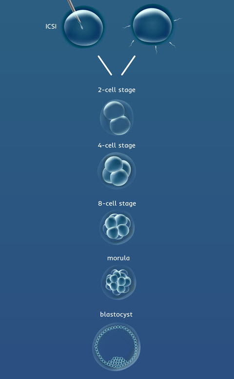 Embryo Development