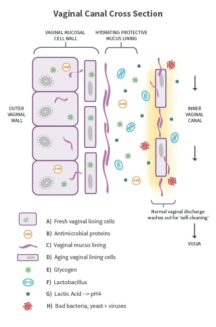 vaginosis | American Pregnancy Association