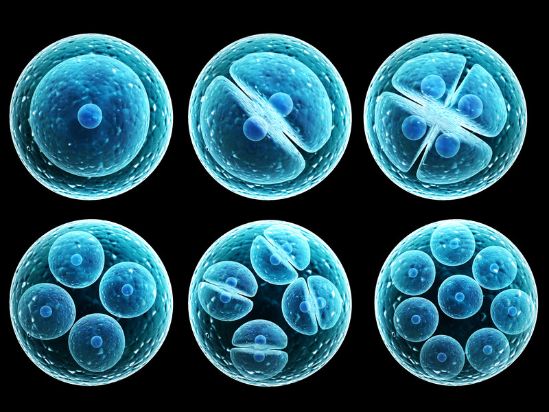 Embryo Grading - Cell Division