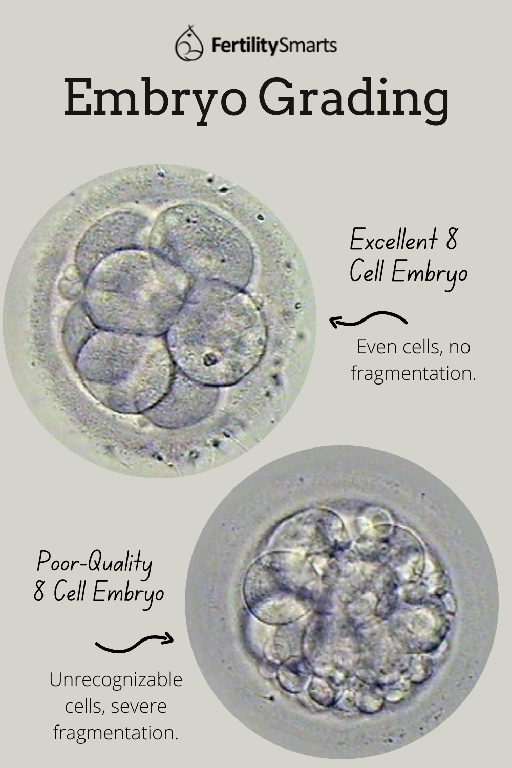 Photos of poor and quality 8 cell embryos. 