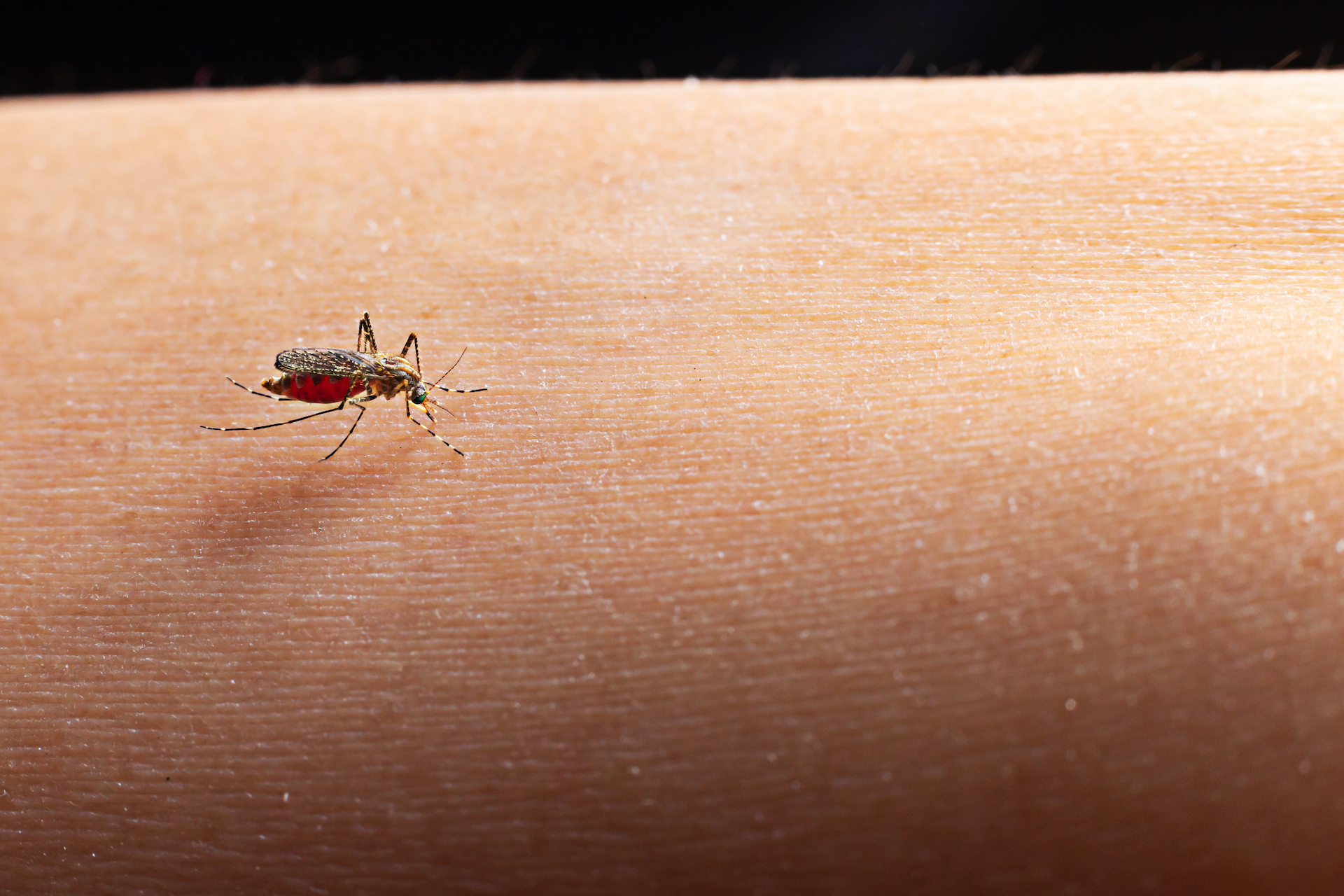 Nuevas técnicas para acabar con los mosquitos y sus enfermedades