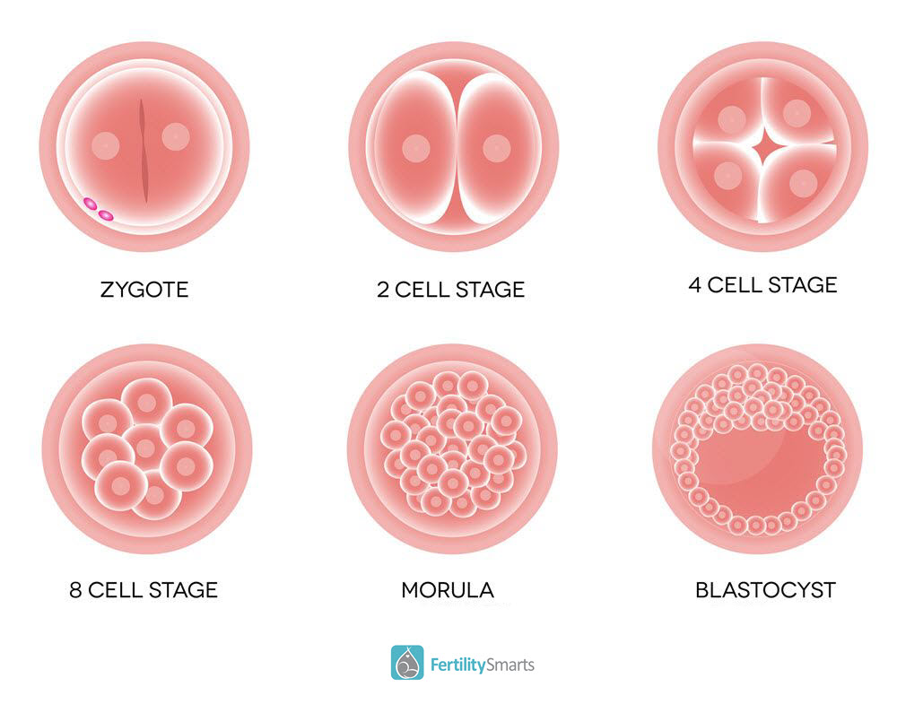 Zygote to Blastocyst Development 