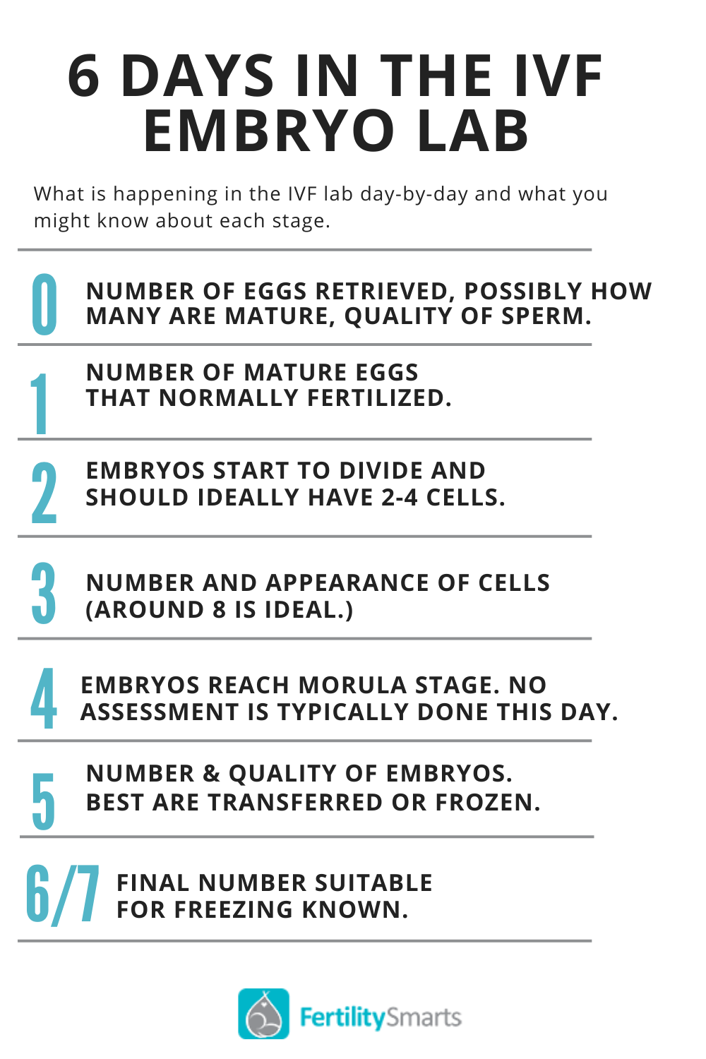 Timeline of how embryos develop in the IVF lab.