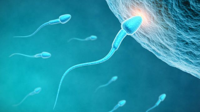 Los investigadores identifican una proteína clave que desempeña un papel esencial en la fertilidad masculina