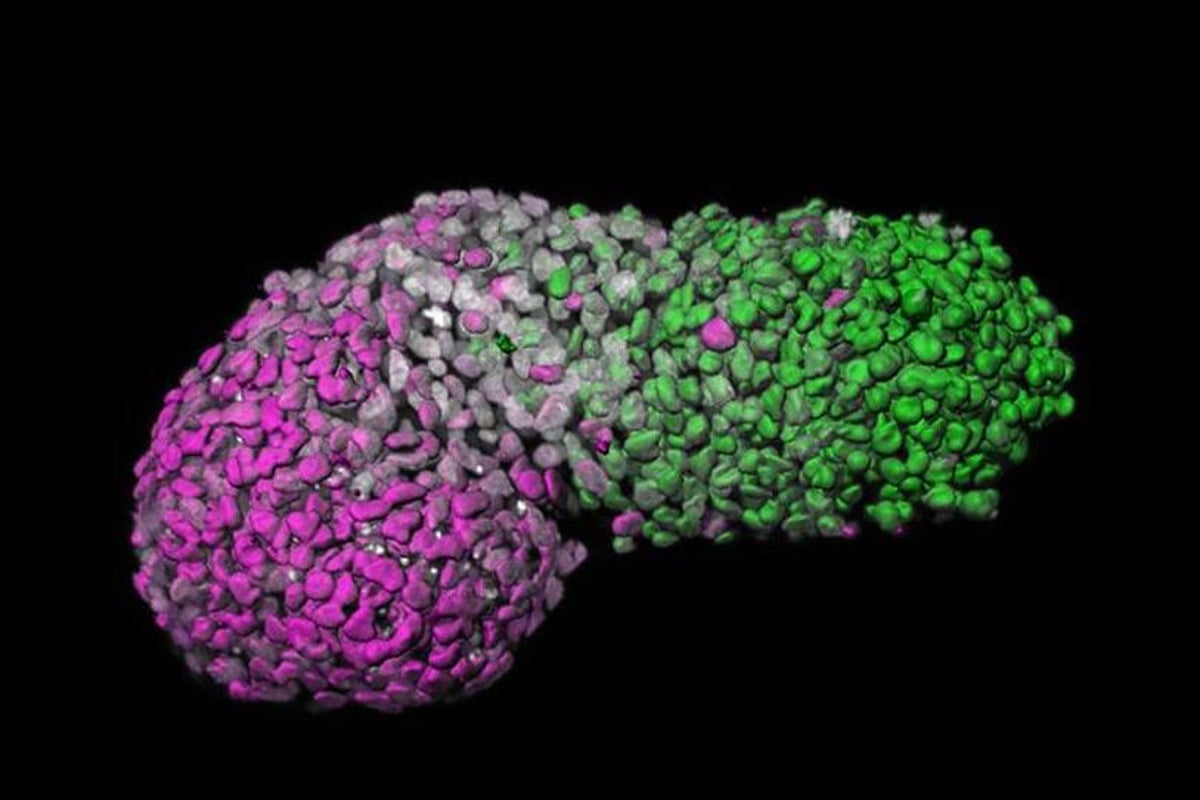 Científicos utilizan células madre para crear un "modelo" de laboratorio de la vida temprana