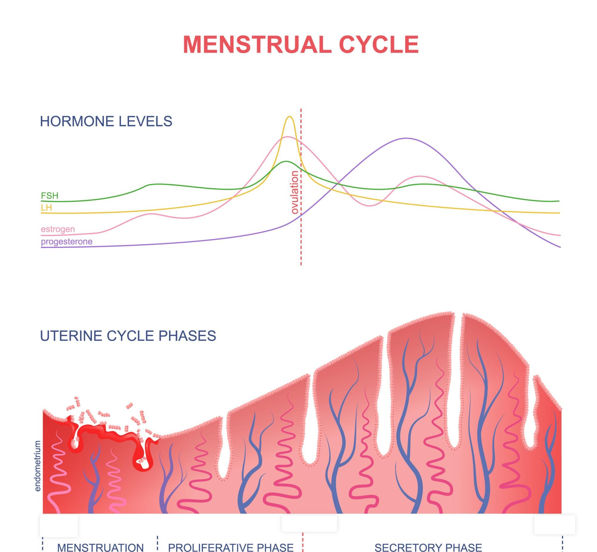 Calculadora de la ventana de fertilidad