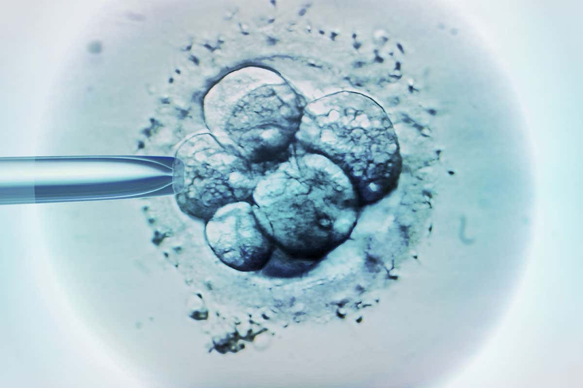 El cribado genético de los embriones de la FIV probablemente no conduzca a bebés más inteligentes