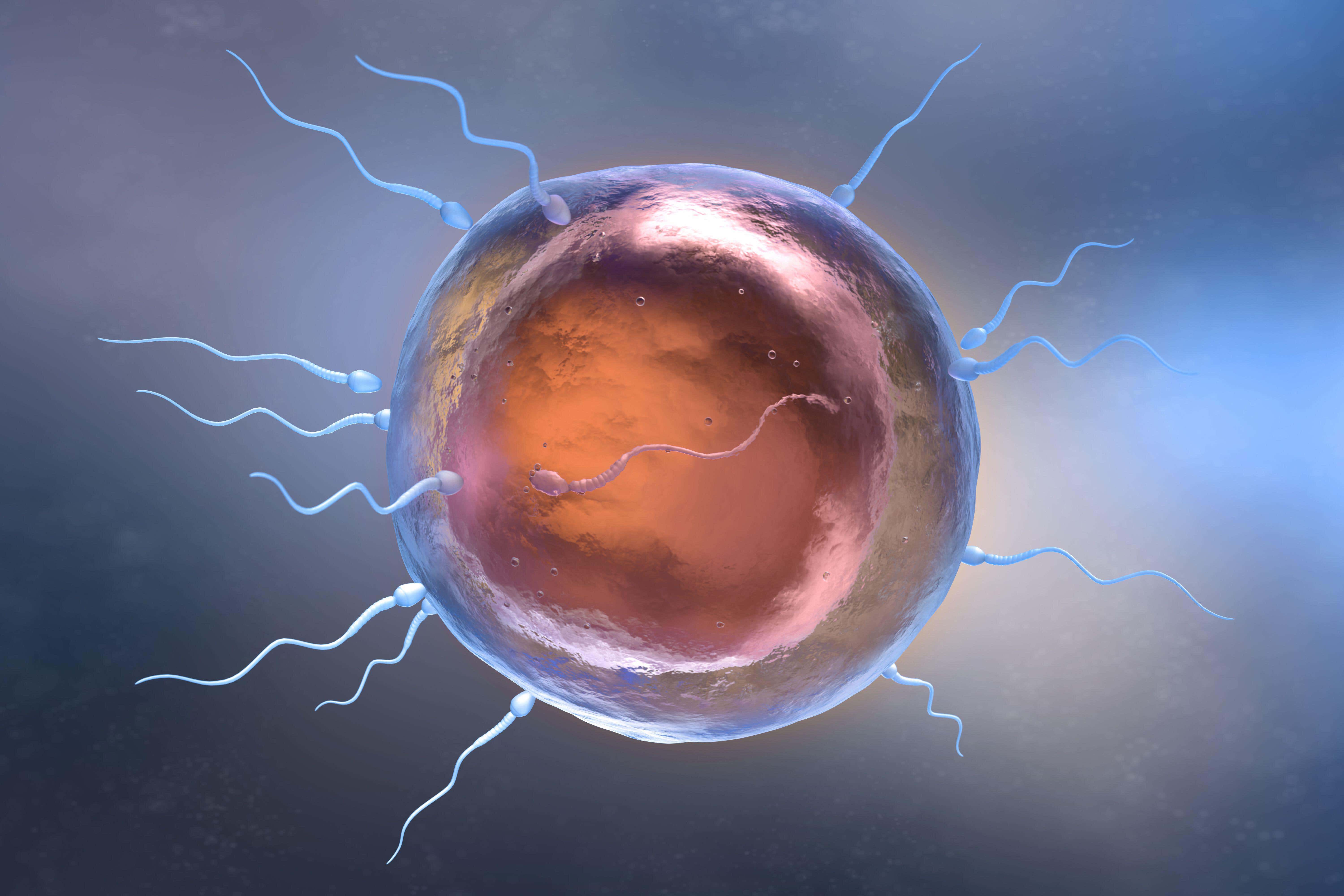 Los óvulos humanos liberan sustancias químicas que atraen a algunos espermatozoides más que a otros