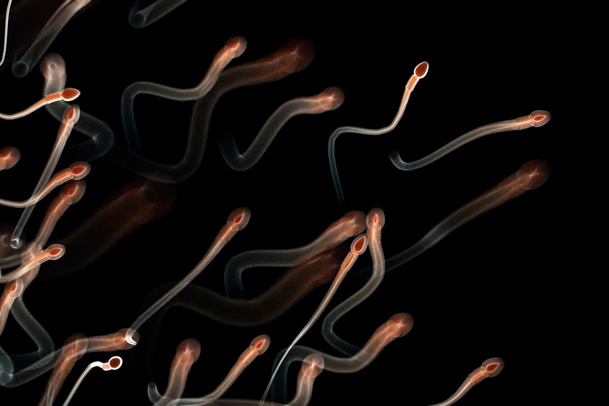 La descendencia de los espermatozoides más viejos está más en forma y envejece más lentamente