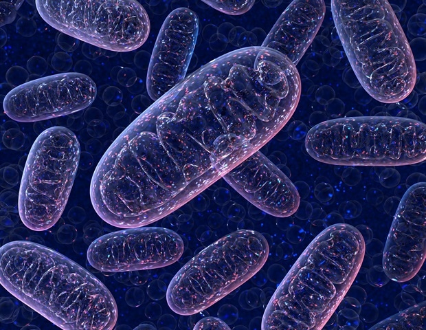 Se descubre como evitar los riesgos en intervenciones terapéuticas mitocondriales