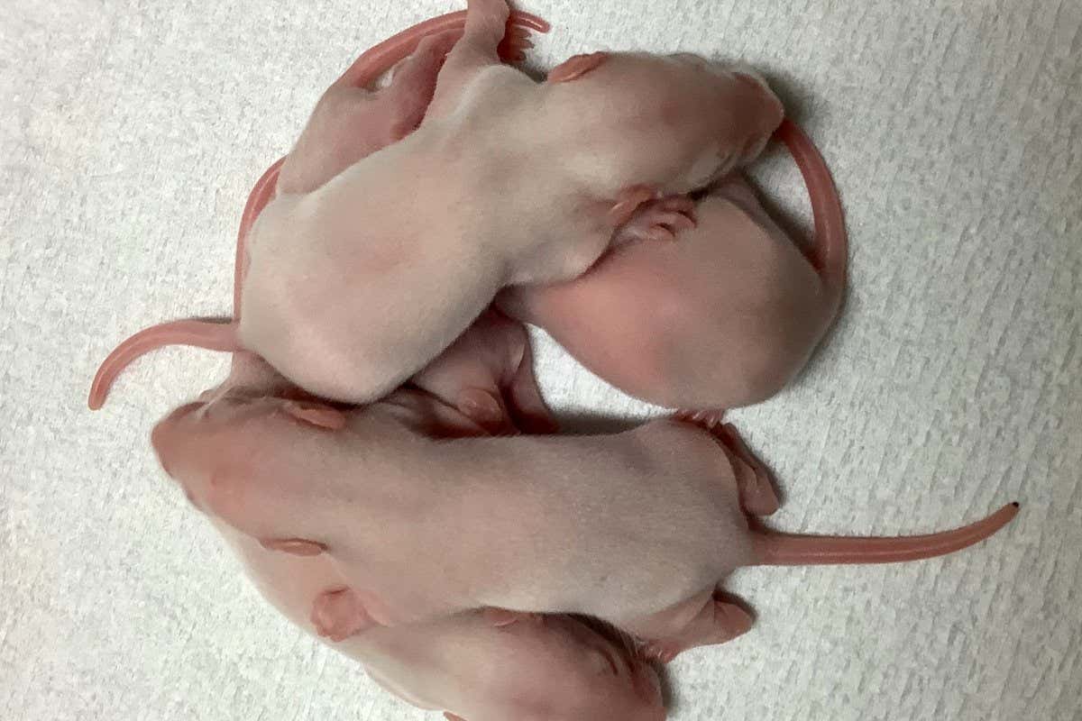 Crías de rata nacidas de esperma producido artificialmente a partir de células madre