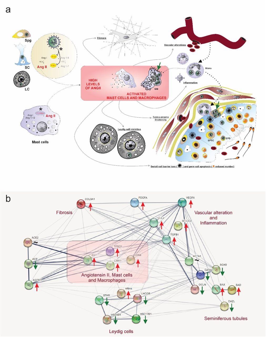 Hypothetical viral and molecular mechanisms of testis infection and damaging by SARS-CoV-2. a) SARS-CoV-2 (green color) was identified in spermatogonial cells (Spg), Sertoli cells (SC), Leydig cells (LC), infiltrative monocytes (Mono), macrophages (MΦ), spermatocytes (sptc), and spermatids (sptd). Note viral factories in macrophages and spermatogonial cells (green arrows). Direct influence of SARS-CoV-2 in testicular cells hampers ACE2 activity, while activation of mast cells (chymase positive) elevates the levels of angiotensin II (a potent pro-inflammatory molecule) (asterisks). Angiogenic and inflammatory factors can induce the infiltration and activation of mast cells. High levels of angiotensin II, activation of mast cells, and inflammatory factors can activate (polarize) macrophages. The testicular phenotype of COVID-19 patients (fibrosis, vascular alteration, inflammation, tunica propria thickening, Sertoli cell barrier loss, germ cell apoptosis, and inhibition of Leydig cells) can be linked to elevated angiotensin II and active mast cells and macrophages. b) genes network related to angiotensin II, activated mast cells, and macrophages (pink box) extracted from STRING (https://string-db.org/). These three elements up-regulate the inflammatory, apoptotic, fibrotic, and vascular genes while down-regulating critical seminiferous tubule and Leydig cell genes. Red arrows: up-regulated genes; Green arrows: down-regulated genes; ∼: genes up-and down-regulated depending on the phase.