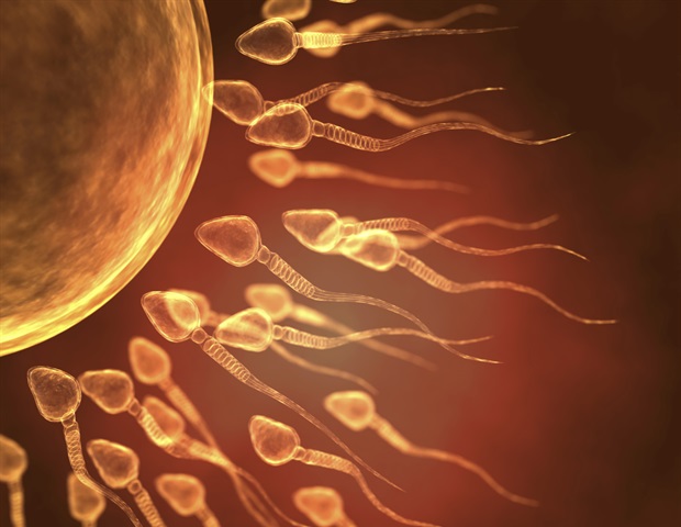Un IMC elevado puede exacerbar las anomalías asociadas al envejecimiento de los espermatozoides