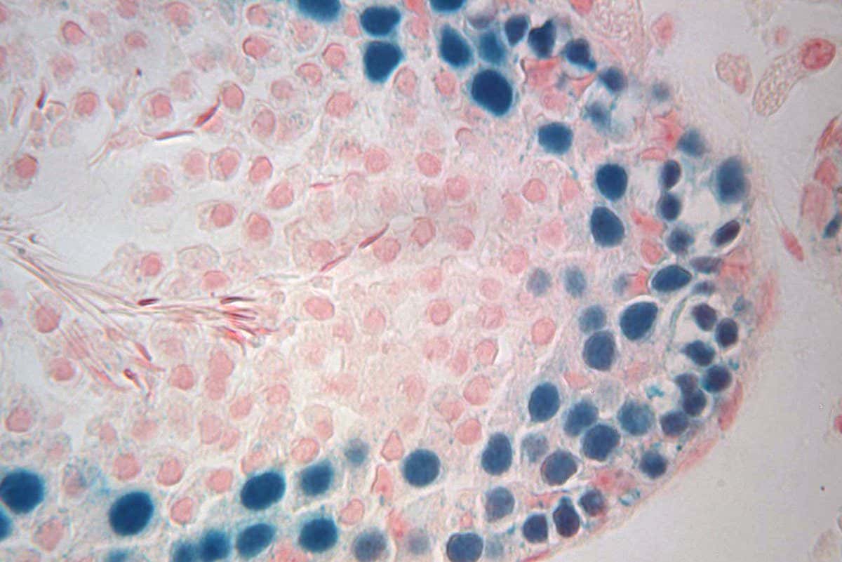 Células testiculares de rata fabrican esperma tras ser congeladas durante 23 años