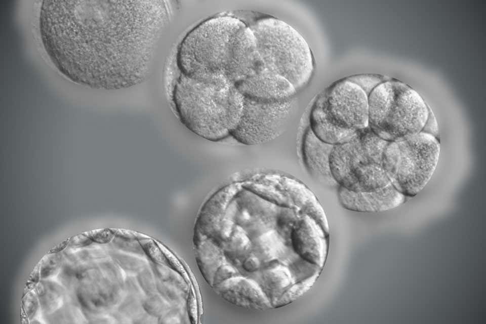 Por qué dos tercios de los embriones de FIV dejan de desarrollarse repentinamente