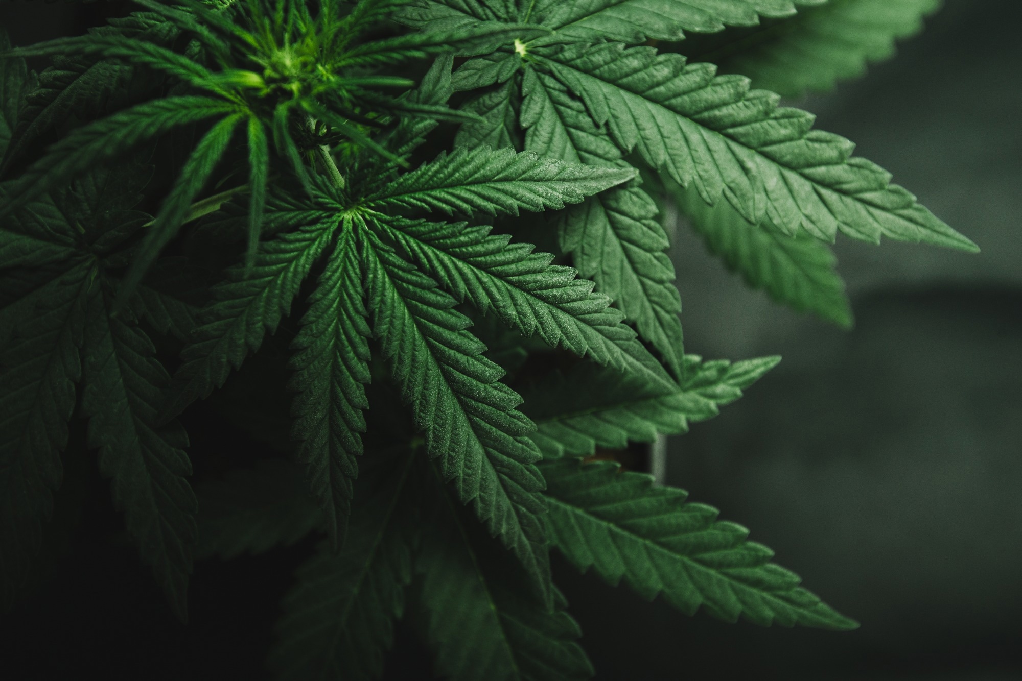 ¿Cuál es el impacto del consumo de cannabis en la adolescencia?