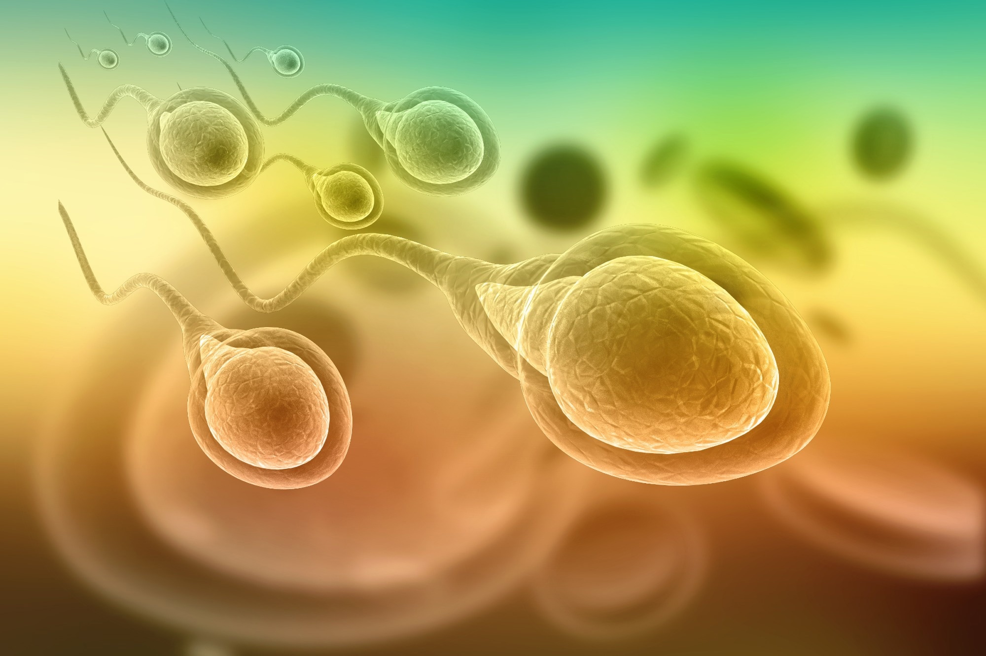 ¿Cómo afecta la infección por el SARS-CoV-2 a la fertilidad de los hombres?