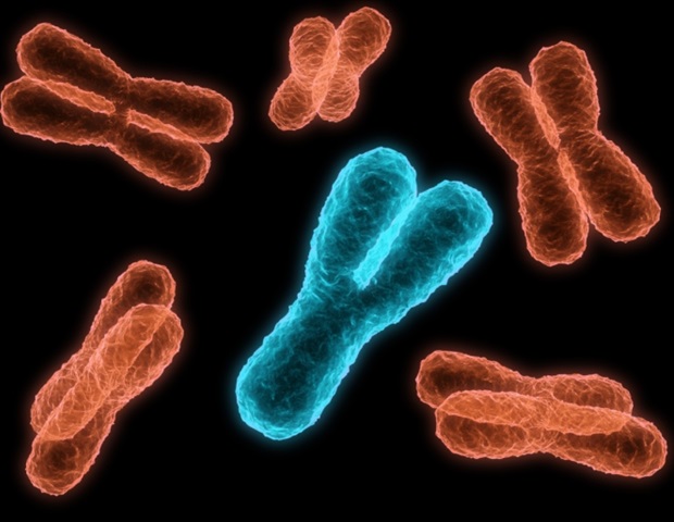 El exceso de intercambios genéticos impide la segregación de los cromosomas en los óvulos