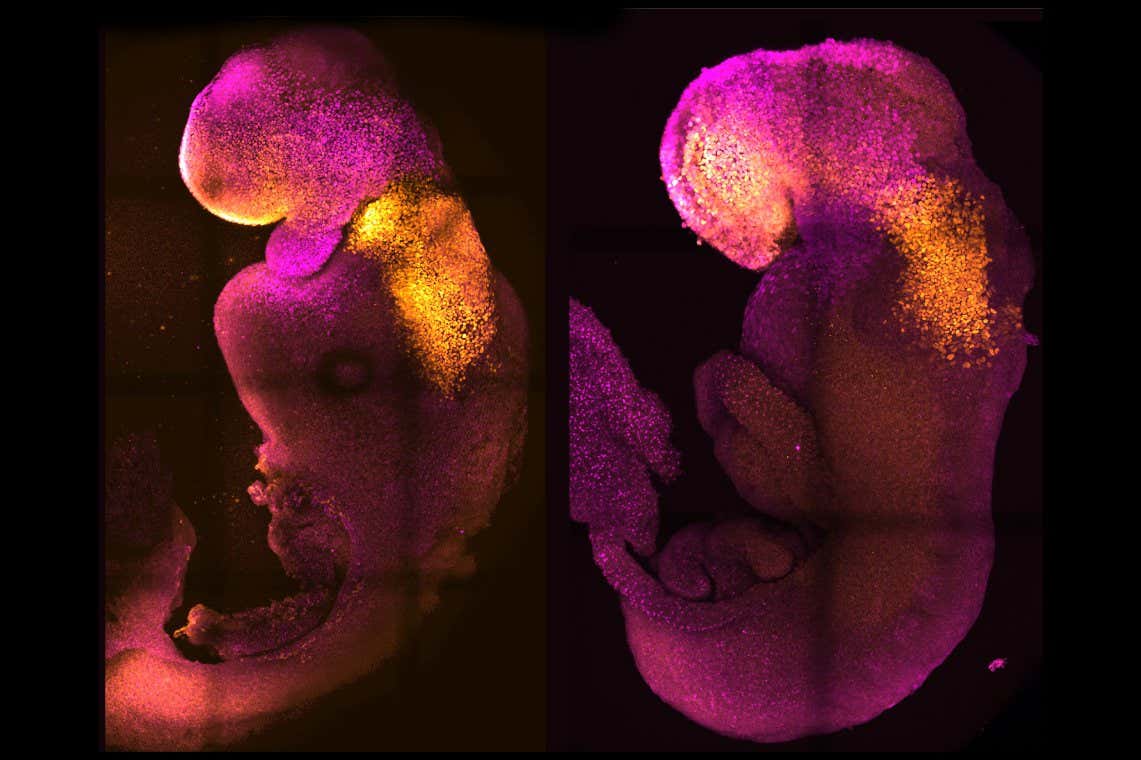 Embriones sintéticos de ratón con cerebro rudimentario cultivados en el laboratorio
