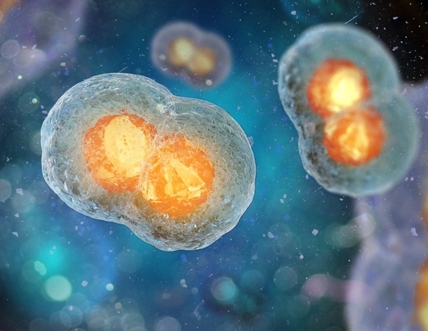 Nuevos estudios permiten conocer los cruces de ADN en óvulos y espermatozoides