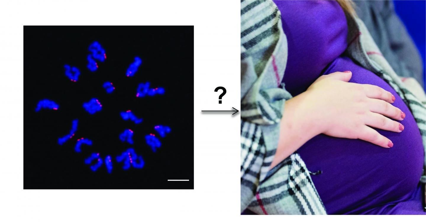 ¿Por qué fracasan tantos embarazos e intentos de fecundación in vitro?