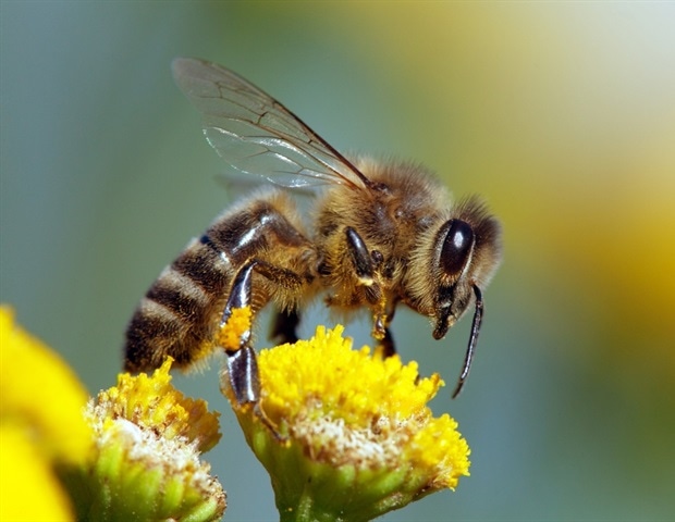 Un nuevo estudio puede ayudar a rastrear el impacto del cambio climático en las abejas melíferas